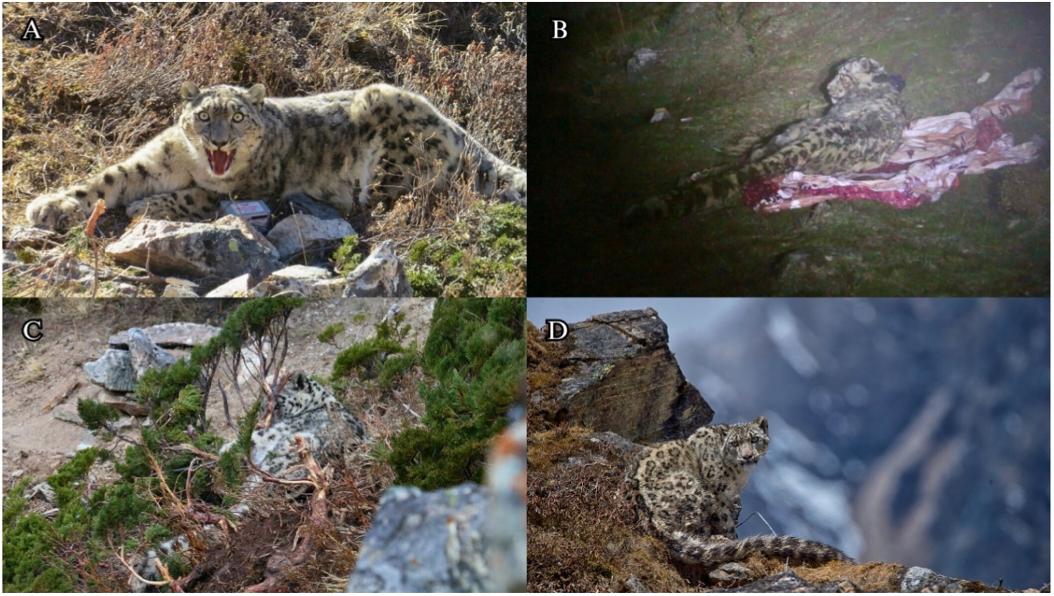 Lessons for Transboundary Snow Leopard Conservation: Findings From a GPS Telemetry Study in Kangchenjunga Conservation Area, Nepal 跨境雪豹保护经验:来自尼泊尔Kangchenjunga保护区的GPS追踪研究结果