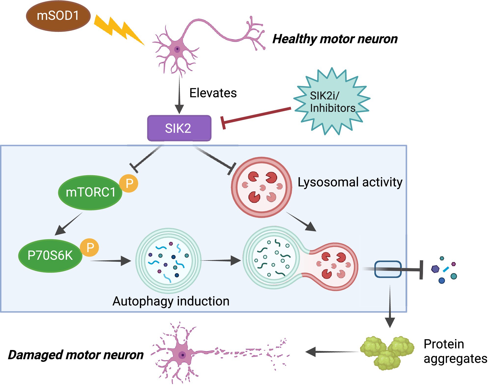Inhibition of Salt-Inducible Kinase 2 Protects Motor Neurons From Degeneration in ALS by Activating Autophagic Flux and Enhancing mTORC1 Activity