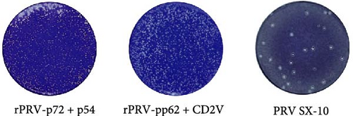 Details are in the caption following the image