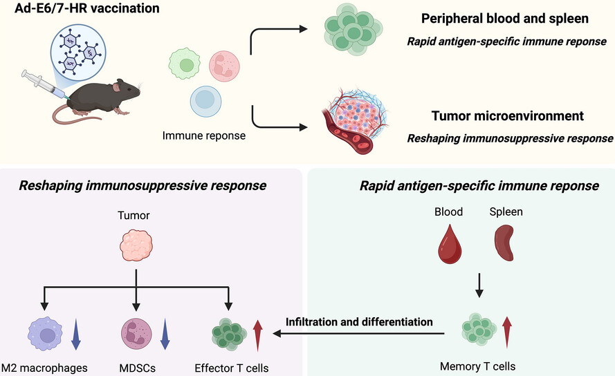 Ad-E6/7-HR vaccine improves the prophylactic and therapeutic efficacy in HPV-associated cancers