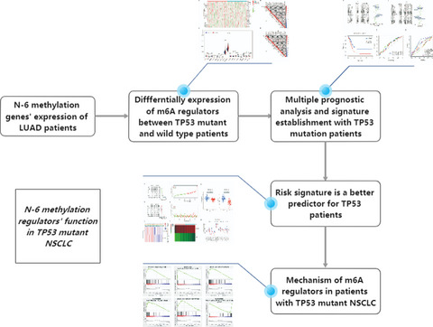 Expression and prognostic significance of m6A-related genes in TP53-mutant non-small-cell lung cancer