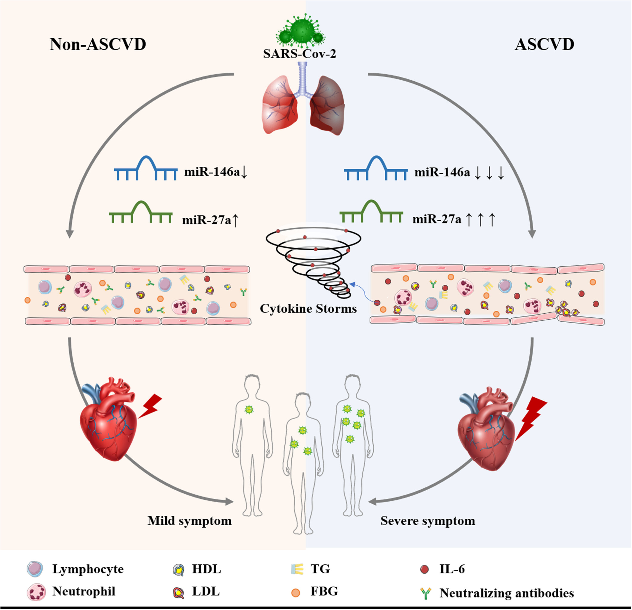 The involvement of circulating miR-146a and miR-27a in patients with atherosclerotic cardiovascular disease after SARS-CoV-2 infection