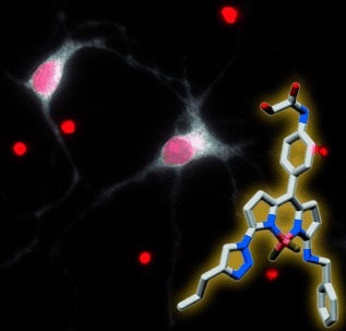 NeuO: a Fluorescent Chemical Probe for Live Neuron Labeling