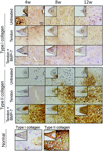 Details are in the caption following the image Details are in the caption following the image