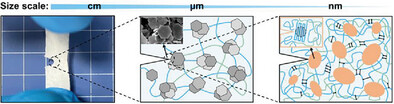 An Organic–Inorganic Hydrogel with Exceptional Mechanical Properties via Anion-Induced Synergistic Toughening for Accelerating Osteogenic Differentiation