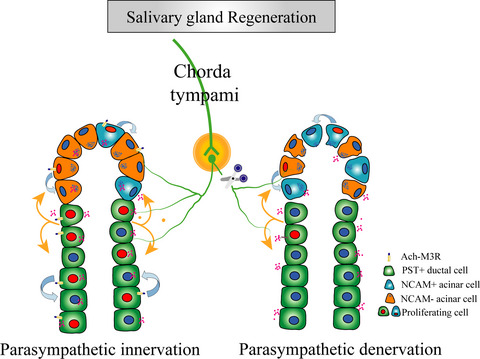 The intact parasympathetic nerve promotes submandibular gland regeneration through ductal cell proliferation