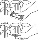 Estimating leaf area index in tree species using the PocketLAI smart app
