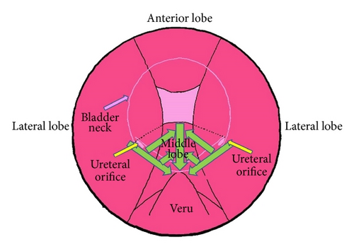 Details are in the caption following the image