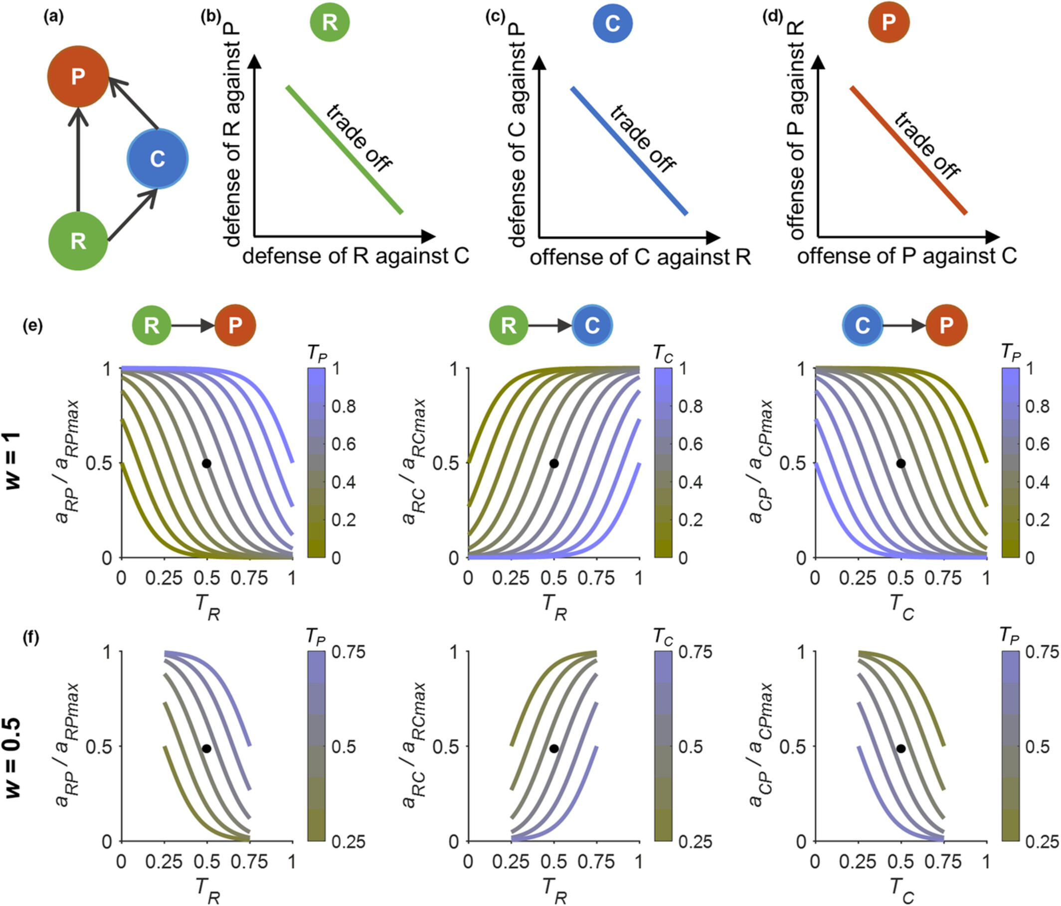 Trait adaptation enhances species coexistence and reduces bistability in an intraguild predation module