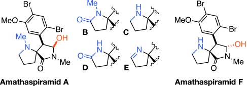 Total Syntheses of All the Amathaspiramides