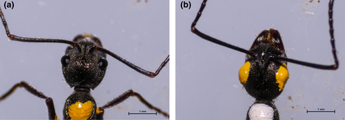 Details are in the caption following the image Details are in the caption following the image