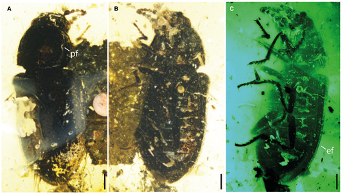 Details are in the caption following the image Details are in the caption following the image