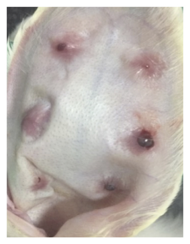 Details are in the caption following the image Details are in the caption following the image
