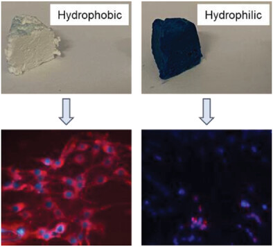 Thoroughly Hydrophilized Electrospun Poly(L-Lactide)/ Poly(ε-Caprolactone) Sponges for Tissue Engineering Application