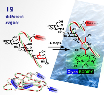 GlycoBODIPYs: Sugars Serving as a Natural Stock for Water-soluble Fluorescent Probes of Complex Chiral Morphology