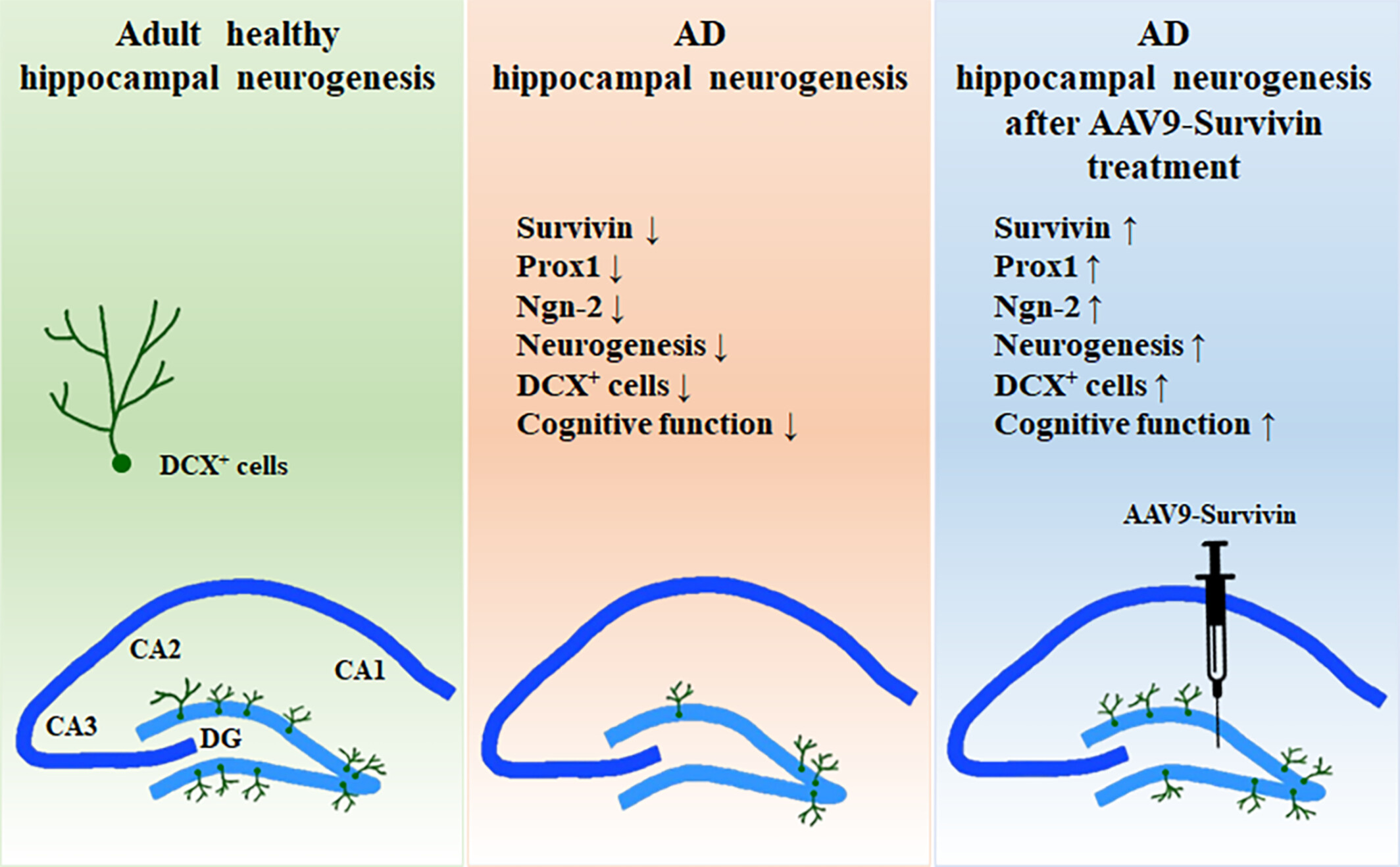 Survivin enhances hippocampal neurogenesis and cognitive function in Alzheimer's disease mouse model