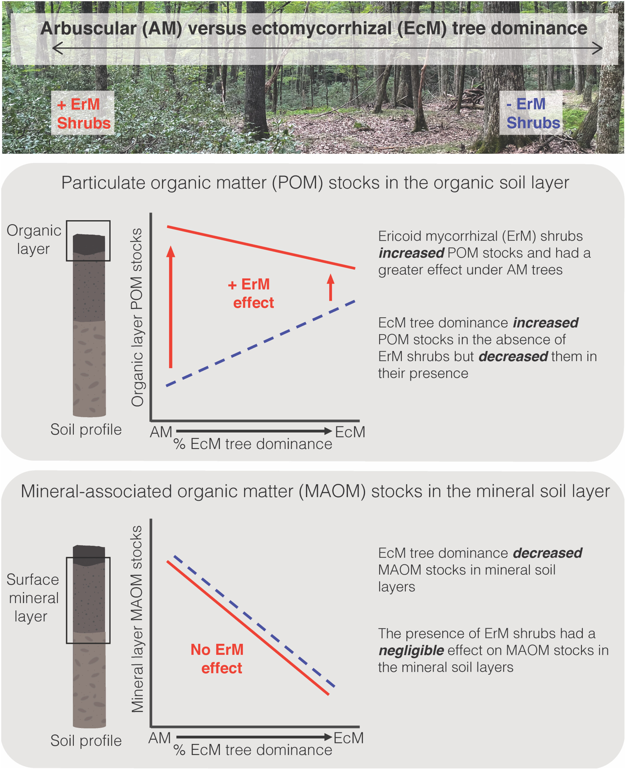 Depth-dependent effects of ericoid mycorrhizal shrubs on soil carbon and nitrogen pools are accentuated under arbuscular mycorrhizal trees