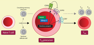 Hobit and Blimp-1 regulate TRM abundance after LCMV infection by suppressing tissue exit pathways of TRMprecursors