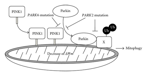 Details are in the caption following the image