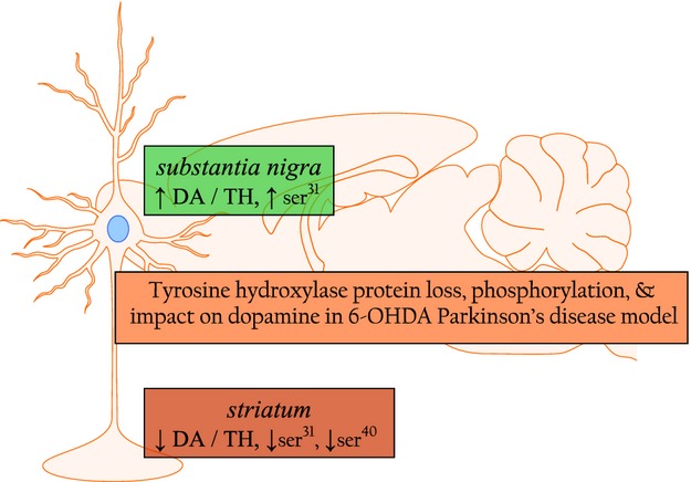 ser31 tyrosine hydroxylase phosphorylation parallels differences in dopamine recovery in nigrostriatal pathway following 6-OHDA lesion
