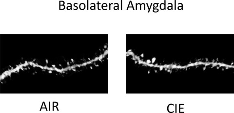 Chronic Ethanol During Adolescence Impacts Corticolimbic Dendritic Spines and Behavior