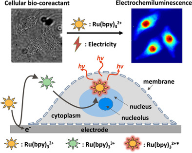 Bio-Coreactant-Enhanced Electrochemiluminescence Microscopy of Intracellular Structure and Transport
