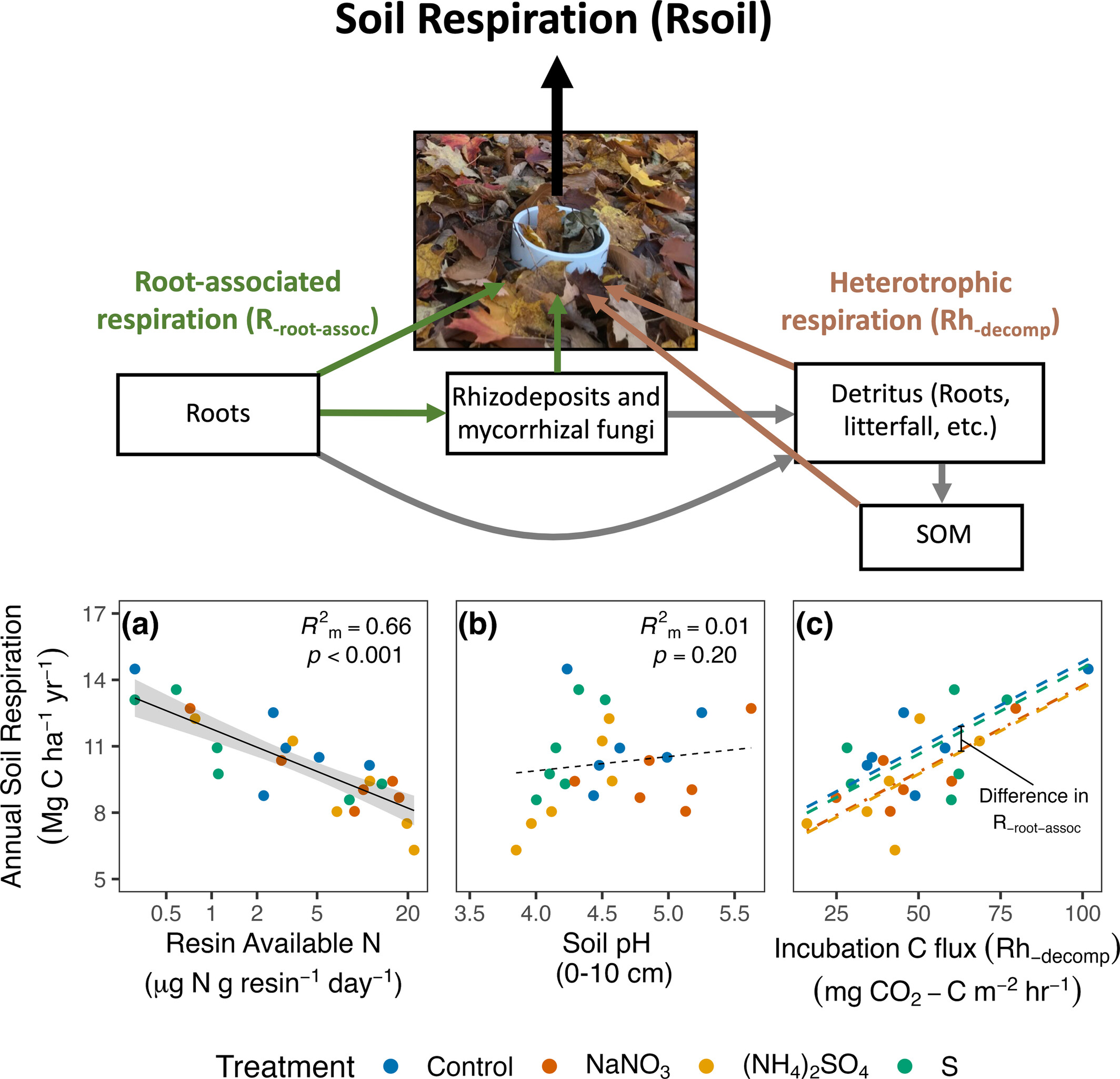 Increased Soil Nitrogen Availability Suppresses Annual Soil Respiration in Mixed Temperate Forests Regardless of Acidification