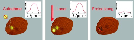 Laser-Induced Release of Encapsulated Materials inside Living Cells