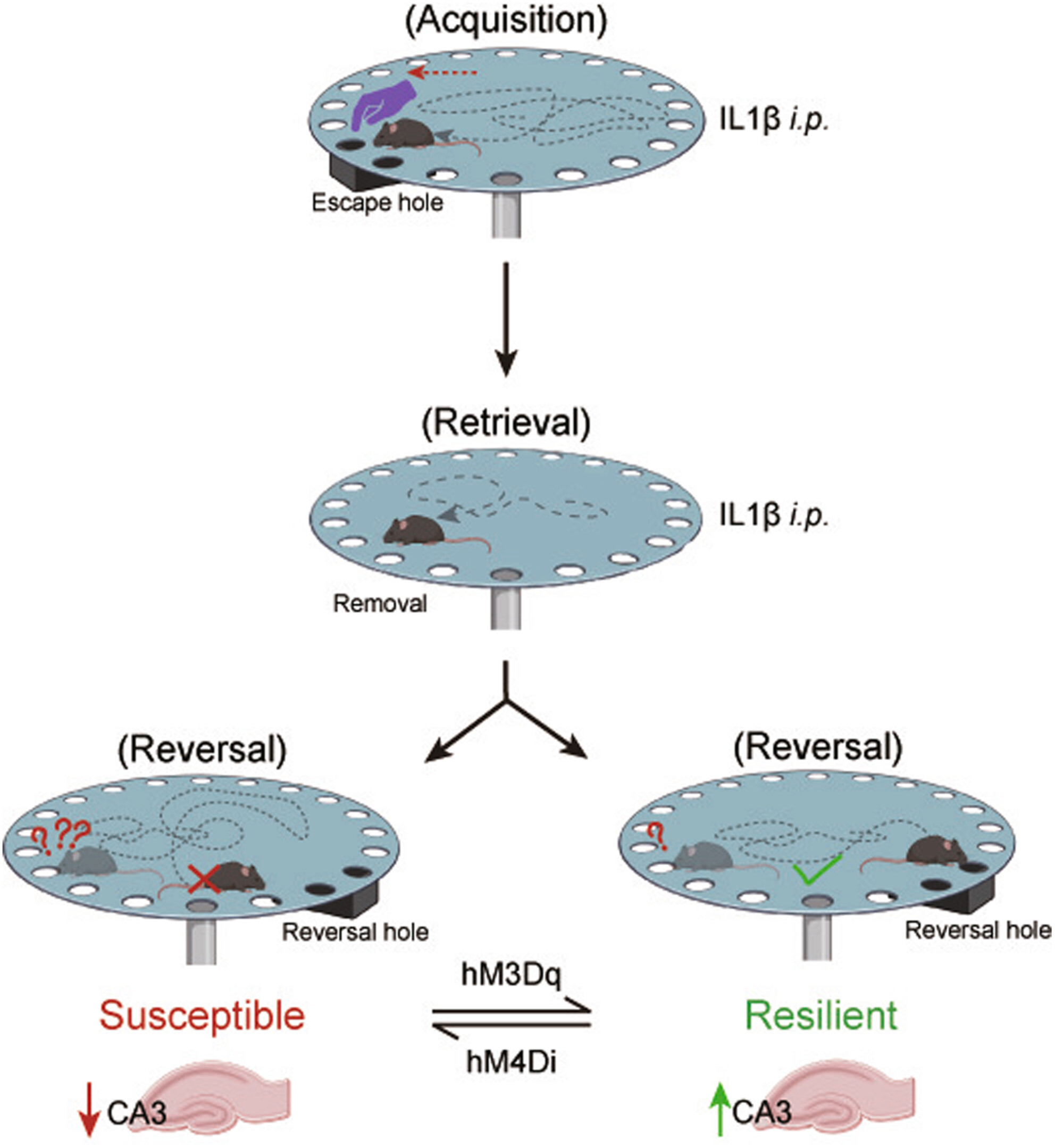 CA3 Pyramidal Neuron Activation Promotes Cognitive Resilience to Inflammation-Induced Cognitive Inflexibility