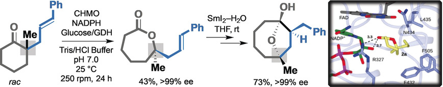 Biocatalytic Conversion of Cyclic Ketones Bearing α-Quaternary Stereocenters into Lactones in an Enantioselective Radical Approach to Medium-Sized Carbocycles