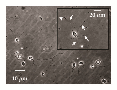 Details are in the caption following the image Details are in the caption following the image