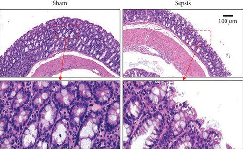 Details are in the caption following the image Details are in the caption following the image