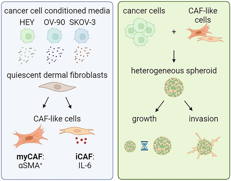 Modeling Stromal Cells Inside the Tumor Microenvironment of Ovarian Cancer: In Vitro Generation of Cancer-Associated Fibroblast-Like Cells and Their Impact in a 3D Model