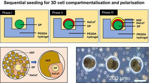 Keratinocytes maintain compartmentalization between dermal papilla and fibroblasts in 3D heterotypic tri-cultures