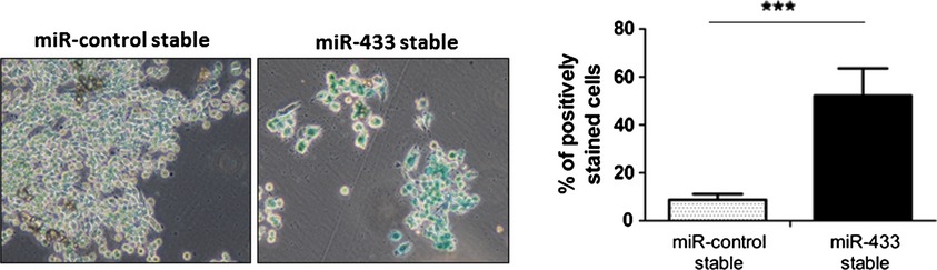 Overexpression of the microRNA miR-433 promotes resistance to paclitaxel through the induction of cellular senescence in ovarian cancer cells