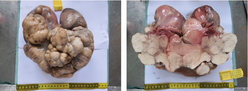 Details are in the caption following the image Details are in the caption following the image
