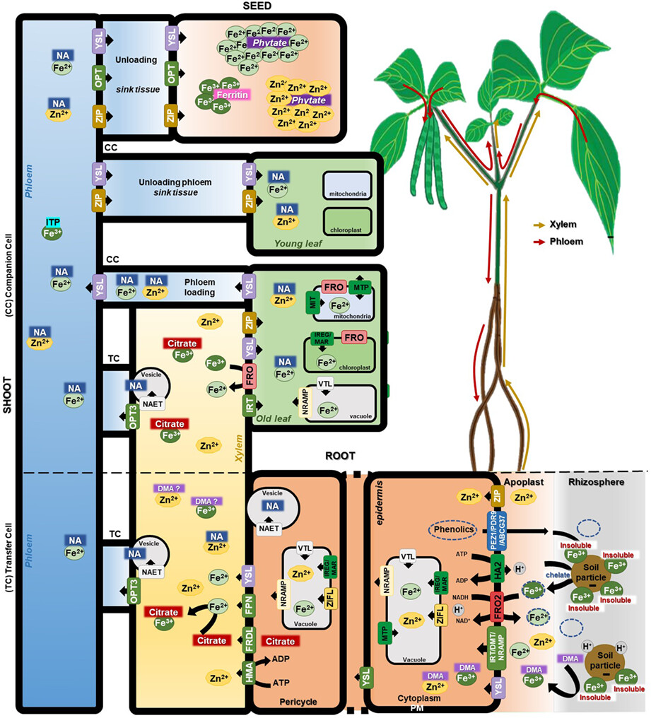 Biofortification of common bean (Phaseolus vulgaris L.) with iron and zinc: Achievements and challenges