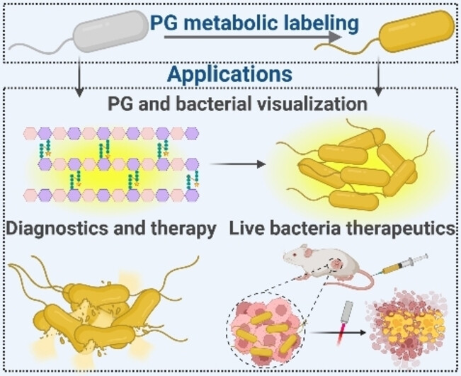 Development and Applications of D-Amino Acid Derivatives-based Metabolic Labeling of Bacterial Peptidoglycan