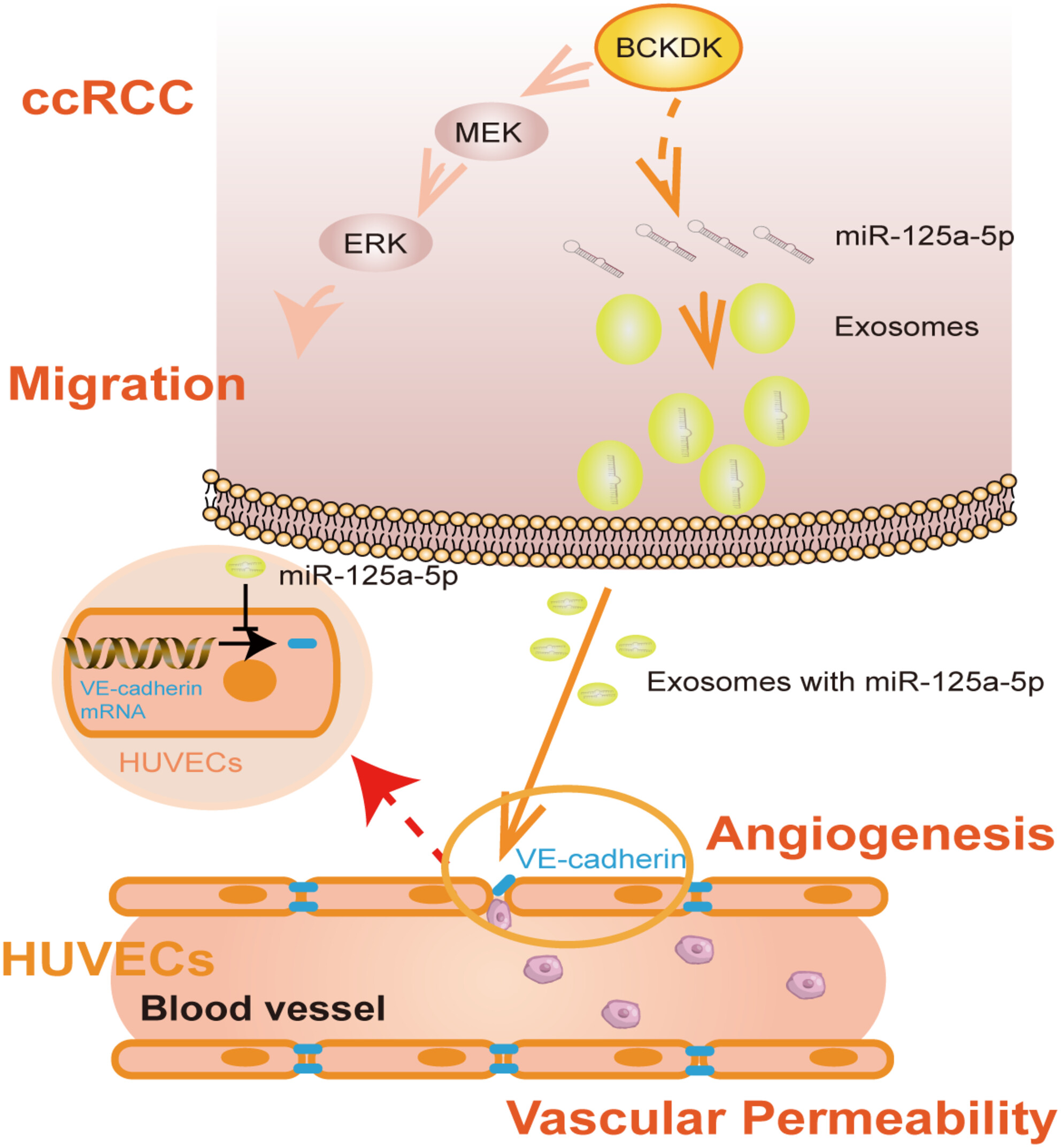 Branched-chain keto-acid dehydrogenase kinase regulates vascular permeability and angiogenesis to facilitate tumor metastasis in renal cell carcinoma
