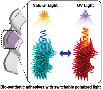 Co-Assembly of Biosynthetic Chiral Nematic Adhesive Materials with Dynamic Polarized Luminescence