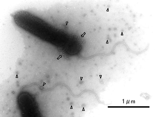 Details are in the caption following the image