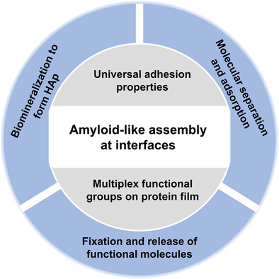 Amyloid-Like Assembly to Form Film at Interfaces: Structural Transformation and Application