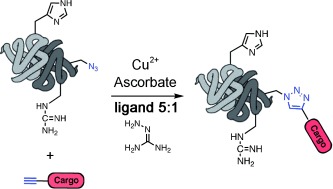 Analysis and Optimization of Copper-Catalyzed Azide–Alkyne Cycloaddition for Bioconjugation