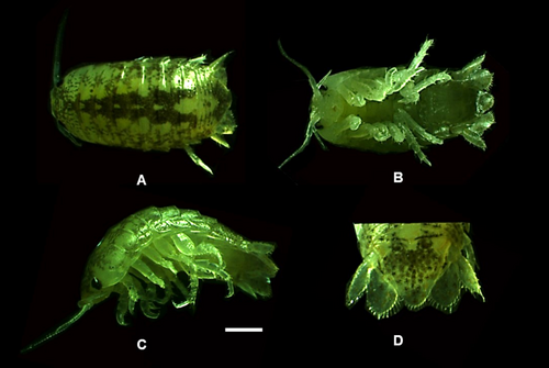 Details are in the caption following the image