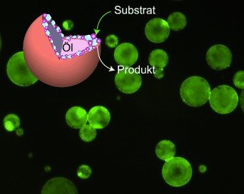 Catalytic Microcapsules Assembled from Enzyme–Nanoparticle Conjugates at Oil–Water Interfaces