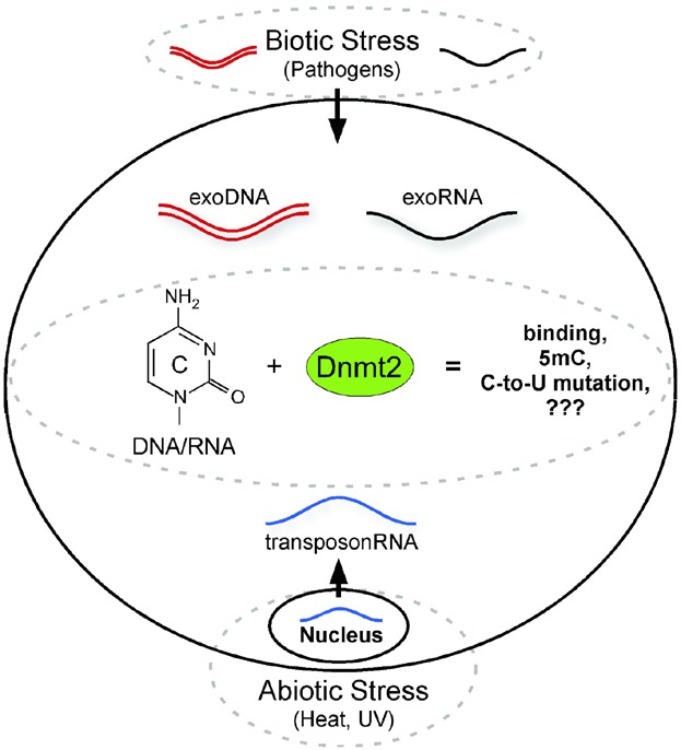Dnmt2 methyltransferases and immunity: An ancient overlooked connection between nucleotide modification and host defense?