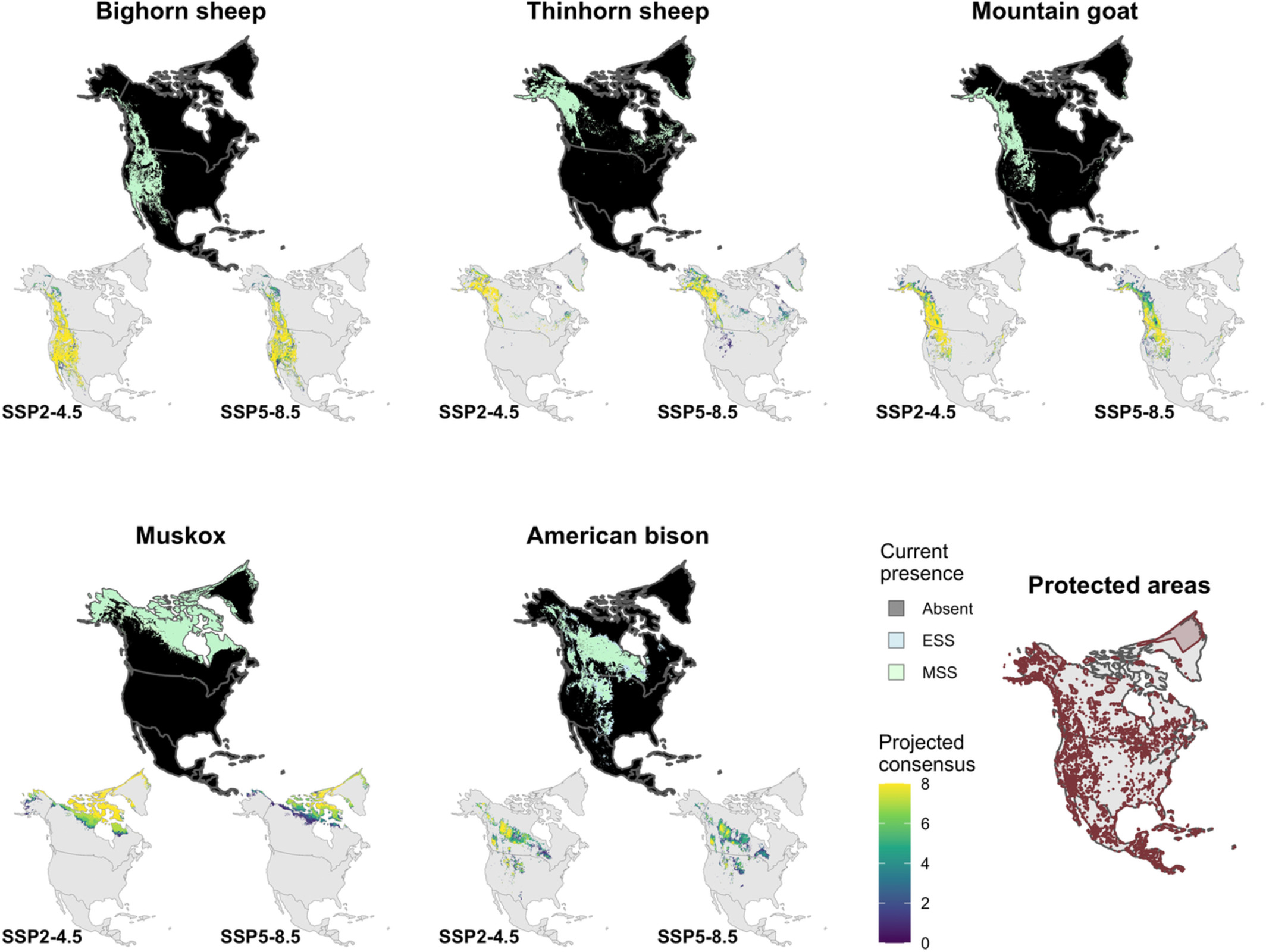Projected bioclimatic distributions in Nearctic Bovidae signal the potential for reduced overlap with protected areas