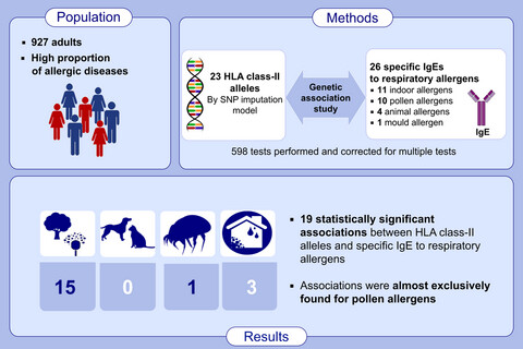Associations between specific IgE sensitization to 26 respiratory allergen molecules and HLA class II alleles in the EGEA cohort