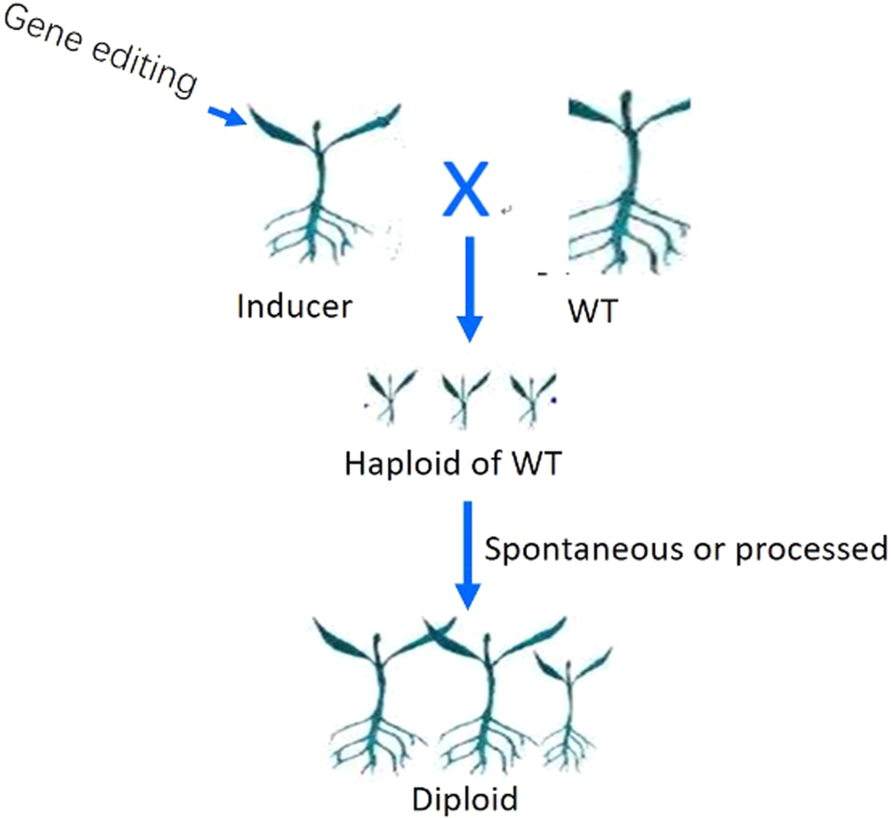 In vivo haploid induction in cauliflower, kale, and broccoli