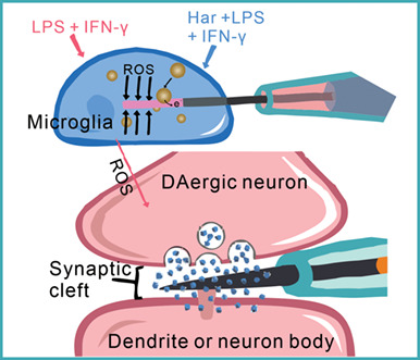 Harpagide Inhibits Microglial Activation and Protects Dopaminergic Neurons as Revealed by Nanoelectrode Amperometry†